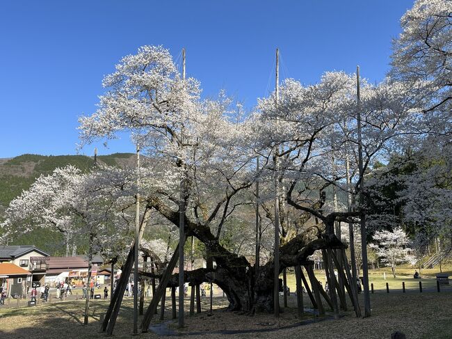 鯉の大黒屋と淡墨桜