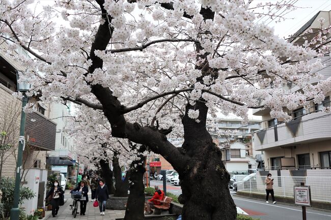 2022年3月26日(土)、東京では桜の満開まであと数日というところ。ところがすでに満開の場所があり訪れました。馬込桜並木通りは東京都大田区にある桜の名所で約600ｍに渡って桜並木と遊歩道が整備されています。<br /><br />桜並木に面した子供向け公園には珍しい蔵造り風のトイレがあります。いわゆる一般的な観光スポットではありませんが地区住民で支えられる桜並木です。<br /><br />その昔、この界隈は馬込文士村と呼ばれ、川端康成・宇野千代・尾崎士郎をはじめたくさんの文豪が住んでいたということです。