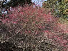 秋田市梅林園へ梅の花を見に行く