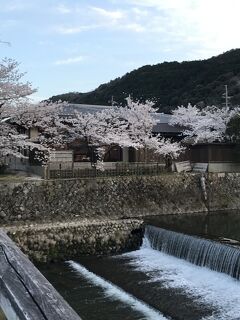 2022　桜・京都の桜　三日目　醍醐寺の桜その二と　嵐山の桜