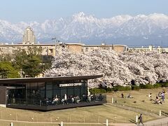 富山の桜。磯部・松川・富岩運河環水公園・舟川