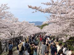 京都の桜 花見旅１/2 ; インクライン・哲学の道・平安神宮・白川筋・円山公園の桜