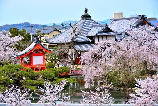 染井吉野が告げる日本の春。やはり桜は春気分を上げてくれる。<br />今回の旅、きっかけは香川の紫雲出山の桜。ここに行きたくて4トラベル幽霊会員の京都在住まやこに「ここ行きた～い♪」とLINEすると「行こう行こう！」と昨年から話が持ち上がったけど、ホントに行けるとは思わなかった...だって香川だよ？四国だよ？関東圏の私からしたらえらい遠く感じる未踏の地四国。<br /><br />まやこは「車で行こうね」って。<br />えっ車？？？？マジで？？？関東の私には四国を車で回るなんて考えもしなかったけど、まやこ曰く四国への往復は特急列車もないし飛行機もないと。現地でも車じゃないと不便だし...レンタカーでもいいけど結局京都の往復が困るってことで、私は前日京都入りして翌朝まやこカーでいざ出発！！<br /><br />ダイレクト香川でもいいけど行きはちょっと寄り道して倉敷1泊を組み込んで、帰りは私は神戸で降ろしてもらって1泊。<br />京都→倉敷→香川→神戸と大移動の4泊5日、どこに行っても満開の桜が出迎えてくれて、毎日青空が広がり最高の春旅だった♪<br />でも、贅沢なことを言わせてもらうと...正直なところ桜はもうお腹いっぱい(≧◇≦)<br /><br />プランナーの私が辺鄙なところばっかり指定するから、運転担当のまやこはえらい山道や細い道で泣きが入ってたけど、おかげで絶景がいっぱい見られて、ホントにホントにまやこには感謝しきれない！！お疲れ様でした！ありがとうまやこ(*´з`)<br />かなり足腰鍛えられた地形ばっかりだったけど、と～っても楽しかった♪<br />京都では先に北陸旅から京都入りしていたmilkちゃんとも合流～まぁ京都内でもあちこち移動したっけ（笑）<br /><br />何もかもがグッドタイミングだったような今回の旅。<br />こんなご時世、辛いこともたくさんあるけれど、旅に行けることは幸せです。行きたいところへ行けて食べたい物が食べられることへ心から感謝します。<br /><br />4月1日(Fri)京都泊 with milkちゃん<br />31日23:15東京→5:15京都 by夜行バス<br /><br />4月2日(Sat)倉敷泊 with まやこ<br />京都→倉敷 byまやこCar<br /><br />4月3日(Sun)香川泊 with まやこ<br />倉敷→香川 byまやこCar<br /><br />4月4日(Mon)神戸泊<br />香川→神戸 byまやこCar<br /><br />4月5日(Tue)帰京<br />神戸→羽田　byANA<br /><br />京都編：https://4travel.jp/travelogue/11747209<br />倉敷編：https://4travel.jp/travelogue/11747692<br />香川編：https://4travel.jp/travelogue/11748430<br />神戸編：https://4travel.jp/travelogue/11749365<br /><br />※表紙の写真は岡山の吉備津神社の回廊から見渡す、吉備津神社内の宇賀神社です。