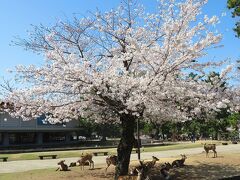 団塊夫婦の桜巡りドライブ・2022京都＆奈良ー(4) 有名建造物が点在する奈良公園へ