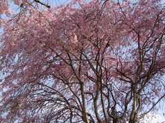 常陸風土記の丘の枝垂れ桜