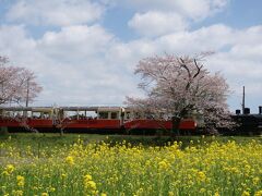 小湊鉄道の桜・菜の花と内房グルメ