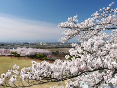 「八王子山公園」のサクラ_2022_4月2日は満開でした（群馬県・太田市）