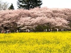 幸手市の権現堂堤の桜と境町で蕎麦を食べました。