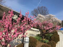 山高神代桜を見た後、甲府で一番人気の専心庵で蕎麦を食べ、ほったらかし温泉に浸かって釈迦堂遺跡博物館の桃源郷へ