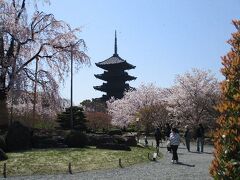 「京都市内お花見探索」