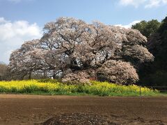 満開の吉高の大桜を堪能し、「きたなシュラン」で人気店となった「い志ばし」でうな重に舌鼓を打ちました。