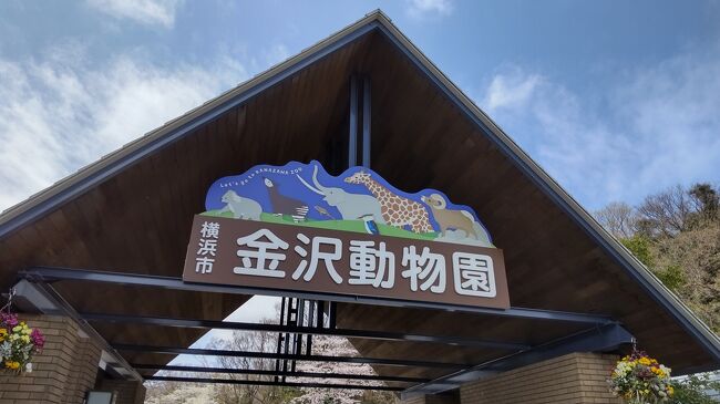神奈川県横浜市南部の金沢区にあるコアラや希少動物の繁殖飼育で名を馳せる金沢動物園が開園40周年を迎えた。桜の開花が進んだ春の快適な陽気に誘われ、久しぶりに金沢動物園のある金沢自然公園と、海に近い桜の名所の野島公園展望台を散策した。<br />開園40周年おめでとうございます。状況変化が激しくなりそうな見通しのなか、50周年に向けて金沢動物園と横浜市金沢区の発展を祈念します。