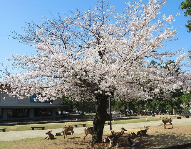 これまで主に東日本各地の桜を見てきた私達だったが、関西の桜の名所吉野山はまだ訪れたことがなかった。コロナ禍で外国人が少ない今のうちに行こうということで、京都・奈良地方の天気予報と桜の開花情報を毎日チェック。ANAのマイルの消化も迫っていたので、チケット予約状況もチェックし、４月４日から９日までの間が、桜の見ごろを迎え、晴れの日が連続しそうだということで日程を決定。宿は直前予約で決めていつものように慌ただしい出発となったのだった。<br />第四部は、京都から奈良へ近鉄で移動し、奈良公園を徒歩とバスで周った旅行記です。奈良公園の桜は全体としては数は多いのですが、固まって咲いてはいないので、桜が目当ての私達にはやや物足りませんでしたが、その代わり、興福寺や東大寺などの有名建造物や鹿と桜との共演を楽しむことが出来ました。