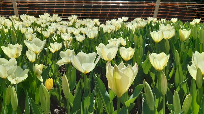 イスタンブールもやっとポカポカ春らしくなってきたので、ちょっとお花見行きたいなぁ~。でも、イスタンブールには日本みたいに桜並木なんてもんはないし。4月のイスタンブールは、あちこちの公園でチューリップフェスティバルがあるので、調べてみたけどまだ始まってへんみたいやわ。まっ、ちょっとくらい咲いてるやろ。早起きチームメンバーのカリンちゃんと旧市街にあるギュルハーネ公園に行くことに決定。