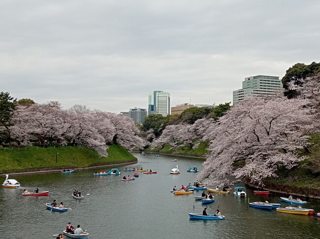 東京２０２２桜　【４】皇居２