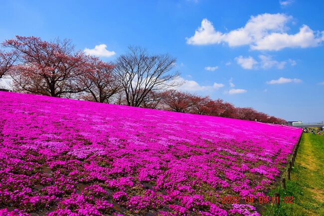 2022 赤羽岩淵の新荒川大橋緑地の芝桜と桜のコラボ