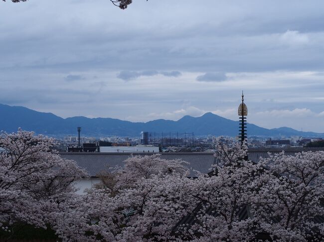 通算15回目となる奈良旅は母と桜巡り。<br />当初2日目は室生寺まで足を伸ばす計画でしたが、吉野の開花が不発だったことから「折角だから満開になっている場所に行こうか」と観光の前日に急遽、長谷寺と安倍文殊院観光に予定変更しました。<br />お天気は生憎でしたが桜は満開！<br />思い切って変更して大正解でした。<br /><br /><br />＜行程＞<br />1日目：吉野 → 今井町<br />2日目：長谷寺・安倍文殊院 → 信貴山<br />3日目：奈良市<br /><br />＜往路・新幹線のぞみ255＞<br />東京 19：00 → 新大阪 21：30　1人12570円（EXのぞみファミリー早特で予約）<br />＜復路・新幹線のぞみ230＞<br />京都 15：13 → 東京 17：24　1人1100円（EX早特21で予約）<br /><br />＜宿泊＞<br />前泊：ホテルニューオオサカ 素泊まり1泊4500円（直前割キャンセル不可）<br />1日目：今井町 農家民泊こもれび　朝夕食付1泊1人10000円<br />2日目：信貴山 玉蔵院　朝夕食付1泊1人12100円