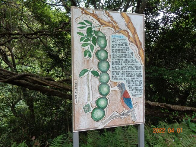 3月31日~4月2日まで奄美大島の世界自然遺産の旅の2日目。 <br /> <br />2021年7月26日奄美大島が世界自然遺産に登録されました、孫二人(高2女と中3男)の修学旅行 <br />が中止になり、春休みなので老夫婦+次女+次女の長男(小1)+長女の子1人、一行5人で修学旅行の代わりに奄美大島に行きました。 <br /> <br />自然遺産は名のとうり自然のままを観光するわけで、あまり 手が加わっていません、立派な建物や寺などがあるわけでもありませんが「世界遺産」に惹かれます。 <br />私は都会や寺や神社巡りは好きでは無いので自然遺産は好きです。 <br /> <br />2日目は航空機の時間や出発時間や宿泊施設到着の時間も気にしないで気ままに行動しました。予定していた主なスポットはほぼ廻れ、道中次女がスマホでスポットを探し出し寄り道も出来ました。しかし、孫たちに合わせたスポットを探すのが大変だったようです。 <br /> <br /> <br /> <br />主な2日目は <br />1、早起きしたので宿泊施設の近くにある「ケンムンの像」を車で見付けに行った。<br /> **ケンムン=ケンムンとは、奄美群島に伝わる妖怪〈河童みたい)。島全体に像があるようです、何個あるかは不明。 <br />2、宇検食堂で朝食、美味かった。 <br />3、宿泊施設周辺を散策 。 <br />4、カヌーに乗るため「マングローブ茶屋」へ行く。 <br />5、カヌー体験:1時間強した。 <br />6、「モダマ自生地」へ行く、道が狭く看板が小さく迷ったかと思った。<br /> **モダマ=世界最大の豆、サヤの平均は長さ1m、幅10cm <br />7、昼食=「鳥しん」=鶏飯・郷土料理・鶏飯の店、奄美的味のラーメンを食べました。 <br />8、奄美市内を車で散策。 <br />9、70年以上の歴史があるレトロな「末広市場・永田橋市場」を散策、駐車場無し。 <br />10、市場の中の「あまみエフエムデイ放送所」で孫が何やらインタビューを受けた。 <br />11、14:00~「金作原原生林」散策、認定ガイドさんの車で移動、原生林散策は往復1.5時間位。 <br />12、奄美市内に戻り散策、ジェラートの店=「アンテイカ奄美店」でジェラートを食べる。 <br />13、市内散策=ブラブラした。 <br />14、宿泊施設の「朝海house」=民宿にチェックイン。朝食のみ付き<br />15、予約しておいた夕食処「吟亭」へ20分歩く。 <br />16、「吟亭」着くなり先付けの郷土料がテーブルに、飲み物注文して乾杯!! 18:00頃から <br />17、「吟亭」郷土料理+島唄+1ドリンクで4000円/1人。<br />18、島唄=太鼓と三味線を弾きながら綺麗な声で島唄を聞く。少し酔って来た。<br />19、後半は島唄に合わせ、島踊りをお客や店の人と真似して手振り足振り腰振りで踊った。<br />20、20:00過ぎにお開き<br />21、宿泊施設の「朝海house」へ暗い夜道を歩いた、途中「マツモトキヨシ」に寄り、飲み物調達。 <br /> <br />雑感 <br />1、本日はノンビリ島を島めぐりが出来た、お薦めスポットを廻れた。<br />2、奄美大島の妖怪=ケンムン像を始めて見た、河童さんみたいだった。 <br />3、宇検村役場で槽に入ったハブを見た、かなり大きかった。 <br />4、カヌー体験、川でのカヌー乗りは初めてで楽しかった、疲れた。<br />5、「モダマ自生地」では20個位木に成っているモダマが見れた、シーズンがあるらしいです。<br />6、「金作原・原生林」写真のとおりだった。ガイド料4000円/1人。 <br />7、奄美大島ではコンビニのファミマや7-11が少なく、似たような「グリーンストア」が多かった。 <br />8、「マツモトキヨシ」も多かった。=コンビニ同様のご利用方法のようです。<br />9、「吟亭」で島唄と島踊り」は南国の奄美大島を感じた。(暑くなかった) <br />10、尚、金作原原生林を散策中にスマホの電波が入らない所がありました、また車のラジオ電波も入らない所がありました。<br />