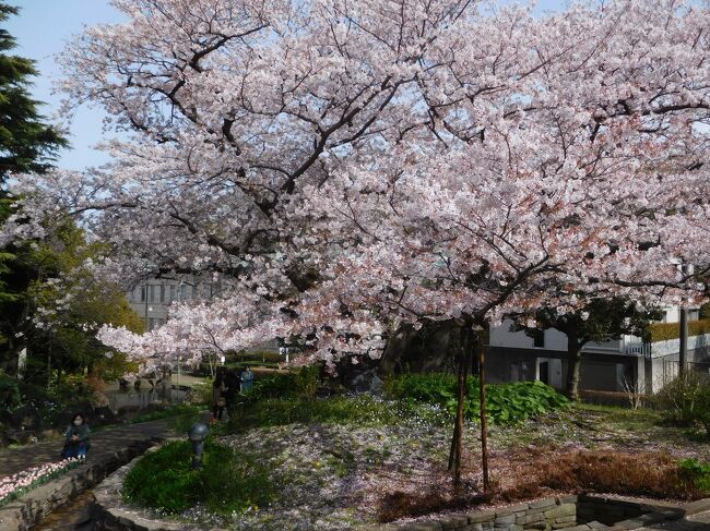 桜が満開の時期にみなとみらいの桜の写真を撮りに出かけました。<br />港の見える丘公園~山下公園「ガーデンネックレス横浜」<br />桜が満開のタイミングで、沢山の綺麗なお花も見る事が出来て良かったです。