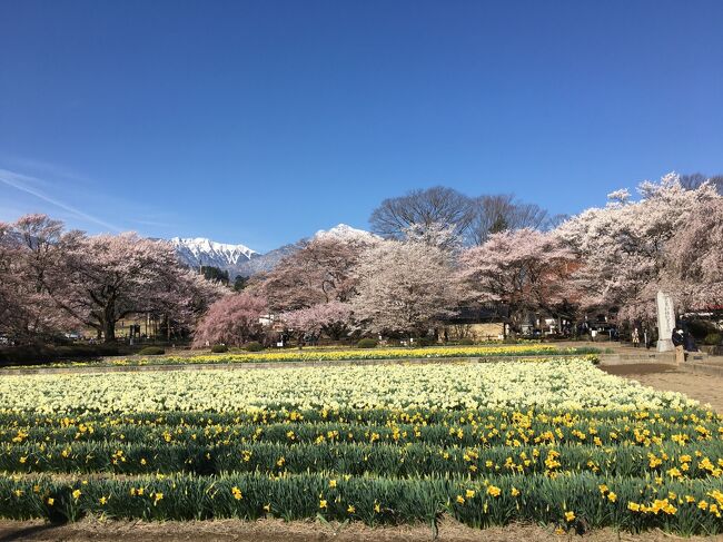 昨春には三春滝桜に行き大いに感動、ならば今春は違う日本三大桜を見ようと思いつき、はるばる山梨まで足を向けました。<br />日本三大桜は、福島の三春滝桜、山梨の山高神代桜、そして岐阜の根尾谷淡墨桜だそうで、それぞれ天然記念物に指定されています。<br />