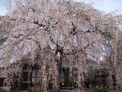 京都　桜巡り　鴨川沿い・本満寺・京都御苑・立本寺その後にも佛光寺へ