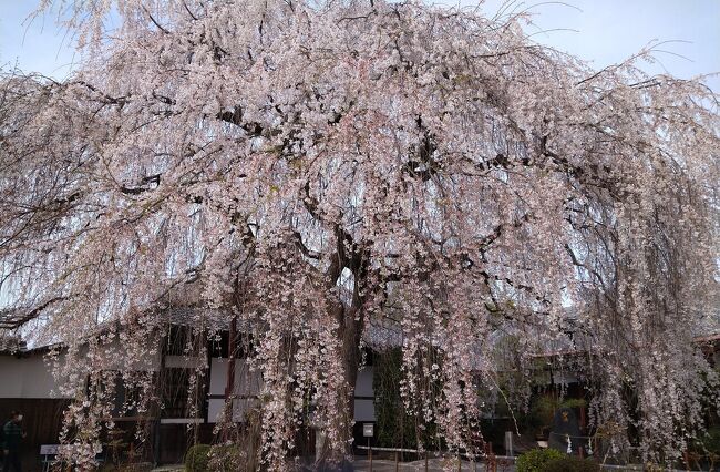 春爛漫、良い天候が続いています<br />本日は土曜日、しかも春休み<br />土日に出掛けるのは用事がない限り<br />成るべく避けているのですが<br />明日は雨予報<br />散ってしまったら嫌だわ<br />と出掛けたのでした<br /><br />昨年12月初旬に寺町通りの寺巡りで<br />本満寺の見事な枝垂れ桜樹を見て<br />桜の時季にと思いを馳せていました。<br />思描いていた通り美しい姿の枝垂れ桜でした<br /><br />また後日には下京区高倉通下がる仏光寺<br />の佛光寺へと<br />桜巡り(^0^）<br /><br /><br /><br /><br /><br />