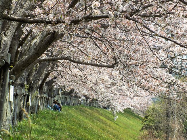 小野市のひまわりの丘公園と三木市別所町高木の美嚢川沿いの桜並木を巡って春を満喫してきました。<br />ヒマワリの丘公園にはユキヤナギやハナモモ、枝垂れ桜、チューリップとネモフィラなど春がいっぱいでした。<br />その後訪れた三木市別所町高木の桜並木は訪れる人が少ない割には見事な桜並木でちょっとした穴場。<br />桜を十分楽しむことができました。<br />その他小野さくら回廊も行ってきましたが駐車場も満杯で、花も少しピークを過ぎていたので一方通行を車で通り抜けるだけにし、写真はあきらめました。