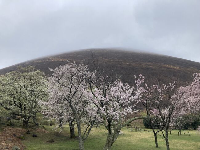 約15年ぶりに稲取へ。<br />「石花海」というお魚がおいしい旅館に、久しぶりに宿泊してきました。（15年前、初めて両親にプレゼントした記念すべき旅館です）<br /><br />帰りには、ちょうど桜のシーズンだったので、大室山の近くにある「さくらの里」に寄ってきました。<br />雨が降っていて、寒かったのですが、満開の桜を堪能することが出来ました。<br />