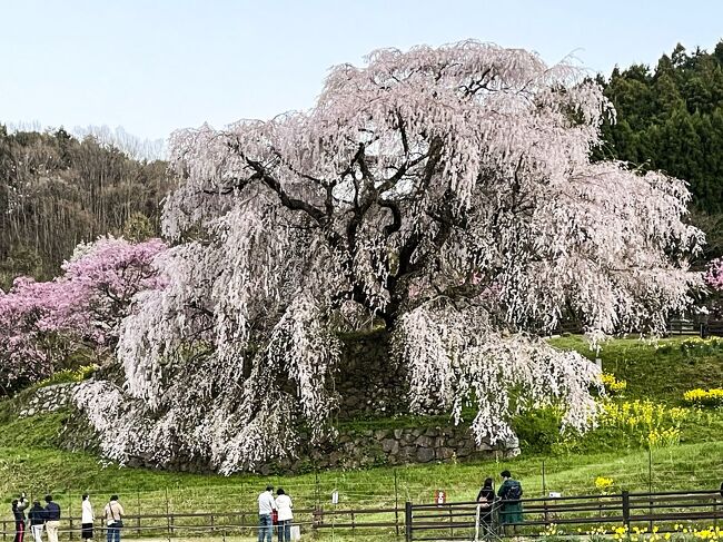 《2022.April》あみんちゅなにげに関西街歩きの旅奈良そのⅣ～又兵衛桜リベンジ編～<br /><br />昨年春に〝桜〟の開花情報を勘違いして、見頃過ぎはおろか〝散り果て〟状態の桜の名所を見て回った。元来〝花見〟の習慣がない私ではあるが、密にならない最小限の選択基準にしていることは〝屋外〟の施設と言うただ一つ。4月初旬と言えばやはり〝桜〟のシーズン。昨年は開花時期が早まったことからほぼ全滅に近い結果であったが、今年は例年並みだと新聞に掲載されていた。<br /><br />前回の休みは6日の水曜日。山科・嵐山・三井寺とソメイヨシノが満開だった。シフト制のため平日休みにあたることが多いが今日4月9日は土曜日である。当たり前だが観光地には人が集まるのは仕方がない。ならばと時間差攻撃すれば少しはマシだろうとあんちょこに考える。そして考えた目的地は〝奈良県宇陀市〟。市町村名で言えばわからないかも知れないが、女人高野として知られている〝室生寺〟のある場所と言えばわかるかも知れない。室生寺は昨年春に訪れているので今回は行かないが、是非とも見てみたい〝しだれ桜〟を今回の目的地に決めた。<br /><br />出発はいつもの如くスロースターターである。出発前のローソンでの一服を済ませ、ナビセットをしてからスタートする。土曜日だったことから休みのまーさんの車を借りたのでnoteクンが今日の相棒である。国道４２２号線をひた走り、信楽町宮尻を経て立石橋交差点を右折して南下して行く。三重県伊賀市に入り丸柱から伊賀コリドールロード・三田坂バイパスを経て、上野ＩＣから名阪国道へと入っていくルートは定番だ。そして前回通過して気にかかっていた伊賀上野PAに立ち寄って一息入れる。トイレ・バス停は稼働しているようだが、店舗はよくわからない。どて焼き〝味のお福〟は空いているようだが人気がない。パーキング自体もひと眠りに利用している車がほとんどだったこともあり、適当に切り上げて出発する。奈良県へと入り針インターで名阪国道から下りて、国道370号線を走って行く。いつもであれば道の駅針テラスに立ち寄って一息入れるはずではあるが、時間の都合でそのまま走り続けることにする。３０分ほど走ると〝又兵衛桜〟の矢印が出てくるようになるｙ。もうすぐなのはわかるのだが、脇道のような道を看板が指し示している。ナビとは異なってはいたが地元流儀の道案内であろうと軽く考えて矢印に従うことにする。結果これは失敗であった。というより18：00になろうという時間にも関わらず、これから〝又兵衛桜〟を目指す車の多いこと…。オマケに矢印に従った道がショートカットルートであったため、また駐車場待ちの車列に右折で入らなければならないという羽目になる。この場所は昨年来ていることもあり、花の季節は500円が相場であることは知っている。しかし桜のシーズン以外では駐車場スタッフもおらず、適当に車を停めて歩いて行くようにはなっていた。一部シーズンのみ利用できる〝個人貸し〟の駐車場が300円で利用できると言う情報が流れていることもあってか、遊歩道に最も近い駐車場にも入らず奥へと進もうとする車両が多いことには参ってしまった。〝タイムイズマネー〟、まさに日没時間との勝負なので、たまたま1台車が出て行った場所に駐車する。ポケットの中に入れていた500円玉を掴み損ねシートの下に落としてしまい、スタッフさんに〝ちょ～っと待ったぁ～〟と言うしかなかったことは予想外だった。<br /><br />ド田舎我が家から100km弱の距離を走った末に着いた場所がここ本郷の瀧桜、通称〝又兵衛桜〟である。戦国・江戸時代初期の武将後藤基次、またの名を後藤又兵衛は当初黒田家家臣として数々の戦で手柄を立てた。関ヶ原の戦いでは黒田長政配下の武将として東軍に属し、数々の戦功を挙げているもののその後黒田家を出奔する。そして大阪の陣の開戦にあたり大野治長の誘いを受け大坂城に入っている。冬の陣では戦功を挙げるも夏の陣では孤軍で奮戦し、敵方から賞賛を受けるが、霧によって真田幸村をはじめとする援軍の到着が遅れ、伊達政宗配下の片倉重長の鉄砲隊等10倍以上にも膨れ上がった徳川方軍勢の前に孤軍奮闘し、乱戦の中戦死したと言われている。享年56歳と言われている。この辺りの話は判官贔屓的な話が付いて回るのが定説だが、後藤又兵衛も例には漏れず生存説が囁かれていた。そのうちのひとつが戦場から逃れた又兵衛が、隠居するために隠れ住んだ場所がこの〝又兵衛桜〟の植わっている場所だと言う伝承がある。大阪夏の陣以降表に出ることなくひっそりと余生を過ごし、この地で亡くなったとの言い伝えが残っているが、又兵衛桜の樹齢は300年と言われていることから又兵衛が見ていた桜はこれではない。江戸中期頃に植えられたものと仮定すれば、この又兵衛桜は二代目と言うことになり、又兵衛所縁の初代は枯死してしまったことになる。現実的に考えれば矛盾が出てきてしまうのは仕方がないが、300年もの間季節や時代の移り変わりを見続けていた老木の大木の威厳は今でも十分に感じることが出来るものには違いない。又兵衛手植えのものではないにしろそれに近いものとして2年越しに花が咲いている姿に感動したのは私だけではないに違いないと思う。<br /><br />そんな又兵衛桜を色々なアングルから撮ってみる。しかし薄暗くなってきても観光客の数は思うように減らず、加えて又兵衛桜の〝写真〟を撮ることだけが目的と見える者達は、真正面の位置に三脚を構え視界から人が消える時を待っている。まぁ深夜早朝からそれだけを目的としているならば〝俄カメラマン〟でしかない私が偉そうに言うことでもないのかも知れないが、相変わらずこういった類の者達の〝譲り合い精神〟のなさにはため息しか出てこない。一枚の写真がそれを物語っている。三脚とカメラマンの間に割り込んで〝又兵衛桜〟を撮ってみた。写真の心得がないことは〝広角レンズ〟を多用している私の写真からも伝わってくる。しかしいくら20mmの広角レンズを使ったとて、三脚とその所持者が一枚のカットに移り込んでいるとは一体〝どれだけのスペース〟を独り占めできるのかと感心する以外なにものでもない。こいつらを避けながら歩かねばならないために時間も費やさなければならない。カメラが勝手に〝一枚〟を撮ってくれるデジタル一眼とは違い、アナログ一眼では〝最低限の明るさ〟がなければフィルムに当たる光量を得られないために真っ暗になってしまう。いろいろ考えた結果昨年シダレザクラの周りの様子はカメラに収めたので、今回は本郷川をはさんだ対岸からの又兵衛桜の全景と、背景に溶け込む姿をメインに静止画で切り取ることを心掛けることにした。川越しに捉えた又兵衛桜は大分薄暗くなりながらもなんとか長時間露光で画像として捉えることができた。その後シダレザクラの木々の周りにいた観光客数も減ってきたように見えたため、ちょっと歩いてみることにした。しかし光源が全くない環境ではアナログカメラは勿論、iPhone12Preのワイドナイトモードですら真面な画像が取れる状況ではなかった。誰の目にも〝日暮れ〟を認識できる暗さの中、人によってはスマホのライトを頼りに又兵衛桜の周辺を歩いていた者も居たようだが、お恥ずかしながらこの私今年1月に草津駅前で段差に躓いてひっくり返り、流血騒動を引き起こした者として無理は禁物。2年連続で来られたということは〝来年も来られるよね～〟なんてお気楽な考えで割り切り、夜の帳が下りた又兵衛桜を後にして帰路に付くことにする。<br /><br />昨年は宇陀の桜の名所を日暮れ後数ヶ所巡ってから帰った。その後信楽にも立ち寄ったりしていたために帰宅したのは深夜だった。勿論翌日が休みであったためにそんな無茶な行程を組めたのだが、生憎今年は単発の休みを利用しているために明日は仕事である。だからと言ってやりたいことを加減するような〝タマ〟ではないが、4連勤が始まることからちょっと考える。<br /><br />とにかく又兵衛桜を後にして行きに通ってきた道を戻って行く。名阪国道に入る前に道の駅針テラスに立ち寄る。一息ついていつもならば買うこともない〝お土産〟を買ってみる。特に誰にという訳ではないが、ビジュアルにひかれた〝奈良古都華くず餅〟なるもの。吉野葛や地元産イチゴを使って…なんて考えていると何となく食べたくなったことが理由である。ただこれが〝越県〟した〝証拠〟になってしまったことは何ともお粗末なことであった…。<br /><br />この道の駅針テラス、正式な表記は〝道の駅針T・R・S〟と書く。これを〝針トラックステーション〟といつも勘違いしてしまう私の思い込み。実際にはトラックステーションと道の駅は隣同士の位置関係にある〝別施設〟である。昨年利用した時にはトラックステーションに紛れ込んだ。今回も最初はそうだったが、車を停めたときに気付いて道の駅に移動した。そんな役割分担がされている施設ではあるので、道の駅にはトラックは停まってはいない。しかし地元のやんちゃ達のバイクが結構な台数停まっている。昼間はともかく夜になると結構冷え込んでくる。名阪国道を走る訳ではなさそうなので地元を走るだけなのかも知れないが、私にしみじみと若いって…という気持ちにさせた景色であった。<br /><br />名阪国道に乗る前に給油と洗車を済ませようとガソリンスタンドに立ち寄る。道の駅に立ち寄る前に見かけたJAのスタンドは157円/LでQRコード決済に対応していることは確認済みなので、満タンにしておこうと考えていたが、実際に立ち寄ったスタンドは〝うかいや〟の出光のスタンドであった。出光のスタンドはQR決済はできない。おまけにスマホ搭載のID等も相性が悪いのか使えない。仕方がないので現金払いにするが、生憎お札は夏目さんが一枚しかない。結局夏目さんをつぎ込んで給油を済ませる。洗車はID払いができたのだが理由が分からないままやることを済ませ車を走らせることにした。<br /><br />針インターから伊賀インター迄は約40km、30分程の主要時間で到着する。伊賀市内を走り抜け、伊賀コリドールロードを経て丸柱から信楽な立石橋へと到着する。大津に向かうには左折をするが、敢えて右折して寄り道をする。信楽高原鉄道信楽駅は、信楽高原鉄道の終着駅でもあるが、駅前の〝おめかしタヌキさん〟が有名だ。現行の〝桜バージョン〟は4月20日迄だと言うこともありそれも含めでカメラに収める。運が良いのかも知れないが、駅構内からディーゼルエンジンの音が聞こえている。信楽高原鉄道貴生川行き最終の550D列車が停留しているようだ。SKR401型レールバスが尾灯を点けて出発準備をしているが、ここ最近平日ても夜間にはSKR401・501型の2両編成で運行されることが多いようだ。単車運用されるSKR312型は信楽駅の留置線に停まっていることが多いためにそう判断出来るであろう。定時に出発するのを見送ってから出発することにした。<br /><br />信楽駅を出て次に立ち寄った場所は信楽町黄瀬だった。紫香楽宮跡等歴史的建造物の多いエリアではあるが、私が向かったのは信楽高原鉄道の線路脇にあるとある場所であった。新名神高速道路信楽インターを出てすぐの場所で、線路がカーブを描いている場所である。平成3（1991）年5月14日10時35分頃、当時の信楽町で行われていた〝世界陶芸祭セラミックワールドしがらき&#39;91〟に向かうための客を乗せたJR西日本の臨時快速〝世界陶芸祭しがらき号（キハ58・3両編成）〟と帰る客を乗せた〝信楽高原鉄道SKR200型レールバス4両編成〟がこの場所で正面衝突事故を起こした。国鉄時代に製造されたキハ58は鋼鉄車両で頑丈には作られているものだ。それに対し第三セクター化された路線に挙って投入されたレールバスは普通鋼製ではあるものの、製造基準は所詮バス。故に衝突等の鉄道事故対策は取られていなかった。事故の結果としてキハ581023の先頭車は前部が押し潰された上に全長のほぼ1/3が上方へ折れ曲がり、SKR200形は先頭車が2両目とキハ58形とに挟まれる形で原形を留めないほどに押し潰された。この事故でキハ581023とSKR200型2台の計3両が廃車、42名の死者と614名の負傷者を出すという大惨事に至った。31年前のことであると言ってしまうと若い方は〝知らない〟ことになってしまうのかも知れない。しかし平成17（2005）年4月25日9：18に起こった福知山線列車脱線事故の死者107名負傷者562名と変わらない人的被害を出した事故であることは、年月と共に風化させられるものではない。言ったら悪いがこんな田舎で起こった事故である。今は慰霊碑が立ちその忌まわしい出来事を今に伝えるだけになってはいるが、鉄旅を愛する私をはじめ全ての方々に訪れて欲しいと感じる場所でもある。私自身2回目の訪問ではあるがいずれも日没後の訪問で、事故が起こった様子を再現できていない無念さが残っている。改めて昼間に信楽を訪れる機会があれば必ず再訪したいと思いつつ、慰霊碑に手を合わせて車へと戻った。<br /><br />それなりの時間となり、大人しく帰宅すれば良いものを欲張ろうとしてしまう。確か昨年も同じように考えた記憶があるがやはり人間一年位では変わらないと痛感する。向かう先はやはり信楽町の畑集落、あの〝畑のしだれ桜〟であった。15km弱で20分程で到着する。昨年は連休だったこともあり、翌日に再訪したが見頃は過ぎていた。勿論又兵衛桜も花が終わっていたから期待もしてはいなかったが、今年は丁度見頃だった又兵衛桜のこともあり期待が膨らむ。<br /><br />駐車場は畑公民館となっているが、畑のしだれ桜が植わっている〝ふれあい広場〟前のやや広くなっている場所に車を停め、手短に〝桜見物〟をすることにした。ここには今まで数回訪れているが、ライトアップされていた時を除いて〝見頃過ぎ〟だった。しかし今年に限って言うならば予想通り〝見頃〟であった。畑のしだれ桜は野生種のエドヒガンザクラで、ソメイヨシノ等の〝園芸種〟に比べ樹木の寿命が長いとされている。しかし例え寿命は長くとも勢いは衰えてくるため、花のつき方や開花時期にも影響する。よって〝見頃〟という判断はweb情報等を参考に〝自分自身〟の判断に寄るかとも思う。そのような観点から私自身は〝見頃〟だと判断した。しかし記録に残っている〝畑のしだれ桜〟の姿には、今年のものが到底及ばないこともわかっている。<br /><br />400年もの間この地の歴史を見てきた〝畑のしだれ桜〟。歴史の生き証人が〝春〟を伝える姿を〝きっと来年も！〟という気持ちになって車へと戻ることにした。<br /><br />畑集落から石山方面に戻るには今来た道をそのまま戻るのが賢明である。ナビは距離を優先するため仙禅寺跡を経て朝宮に抜けるルートを示すが、この道は狭い上に昼間は運転に慣れない観光客がバックも出来ずに立ち止まり、どうしようもなくなってしまうことがしばしば囁かれていることである。加えて夜になるとほぼ間違いなく〝鹿〟と遭遇する場所でもある。元々スピードが出せる道ではないので、ぶつかることはないとは思うが、いきなり出会うとやはりびっくりする。そのような道を走り切り、朝宮に出ると国道307・422号線をひた走る。田舎の我が家には日付けが変わる少し前に到着した。200km弱走った今回の宇陀・信楽の旅も無事終了。もう一回位桜が見れるかな？と思いながら今日一日を振り返った私であった。<br /><br />　　《終わり》