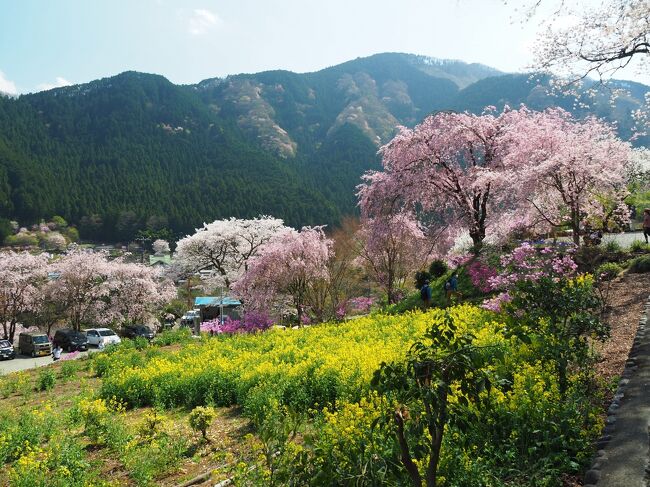 一昨年秋、秋川渓谷をハイキングして綺麗な紅葉と銀杏を見ることができたのですが、その時に見ていたあきる野市観光協会のHPに載っていた春の写真が素晴らしく綺麗で心に残りました。そこは「乙津花の里」と呼ばれている場所で、里山に桜やツツジが咲き誇る光景を是非とも見たいと思いようやく今年行く事に。ただそこだけでは勿体ないので、今ミツバツツジ見頃になっている網代弁天山から城山への低山ハイキングと合わせて春の花を楽しもうという計画です。<br /><br />今回のコース　　武蔵増戸駅 ～ 網代弁天山 ～ 網代城山 ～ 小峰公園 ～ 武蔵五日市駅 ～ （バス移動） ～ 乙津花の里 <br /><br />参考　<br />あきる野市観光協会　https://www.akirunokanko.com/<br /><br />今回のコース　秋川渓谷「四季を歩く」散策マップ①五日市増戸「里山を歩く」　　https://www.akirunokanko.com/?p=1750<br /><br />