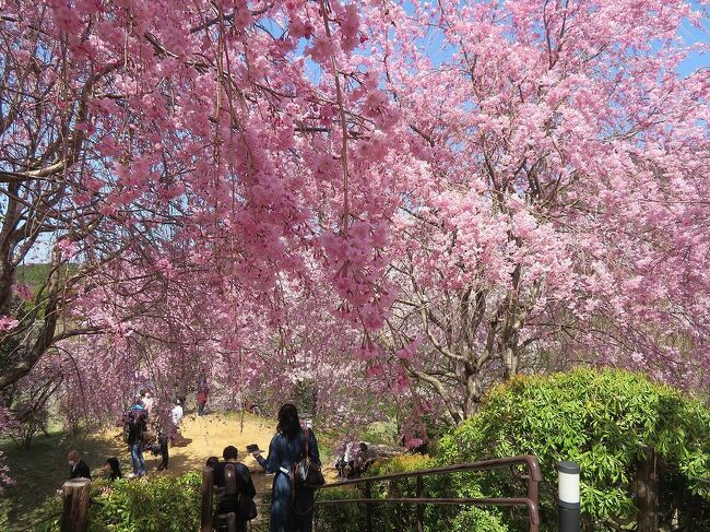 団塊夫婦の桜巡りドライブ(2022ハイライト）ー丘全体がピンク色に染まる大神神社・大美和の杜展望台