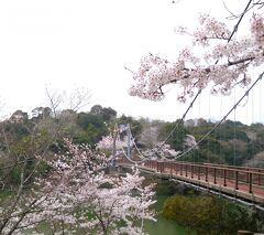 ２０２１年３月　山口県・山陽小野田市　江汐公園で初めて桜を見ました。