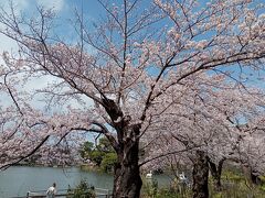 東京２０２２桜　【５】洗足池