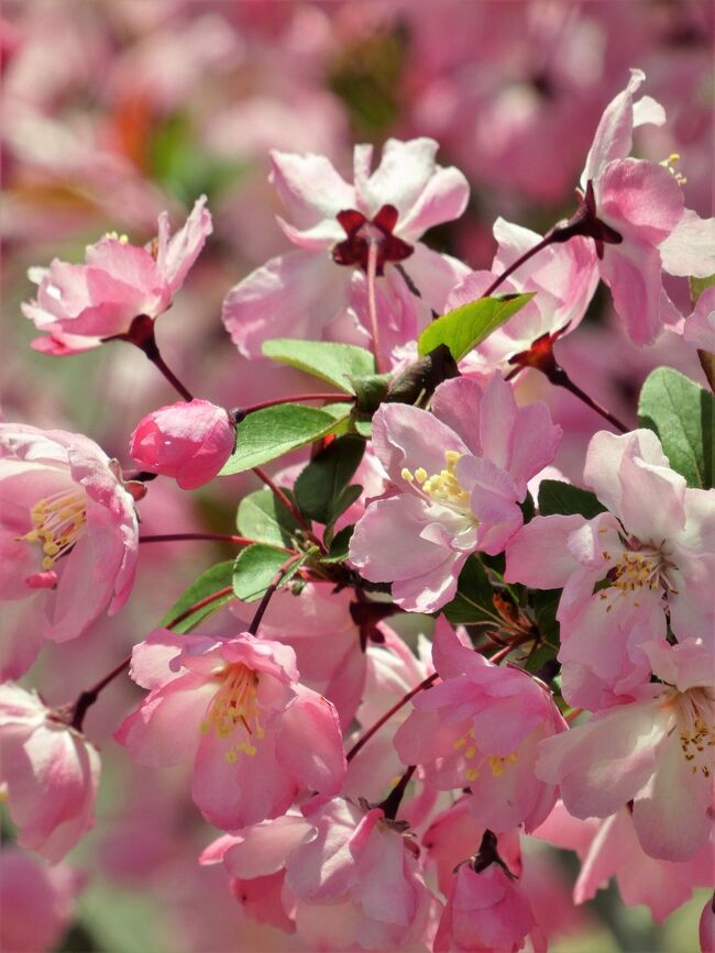 神戸市北区のしあわせの村はこどもからおとなまで、お年よりも障がいのある人も、誰もが楽しめる花と緑あふれる総合福祉ゾーン。<br />そのしあわせの村は今桜はもちろんのこと、ナシの花やカイドウサクラ、チューリップなどが咲き乱れて今まさに春爛漫。<br />この日は快晴で気温もぐんぐん上がりまるで初夏だったが、春の花を存分に楽しんできました。