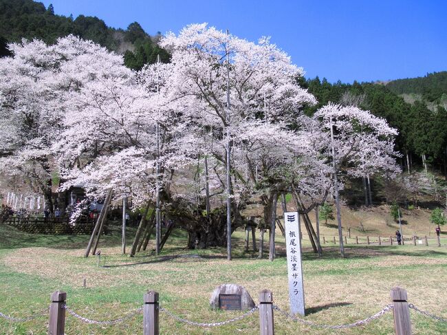 大阪5時台の電車で出発して大垣へ。樽見鉄道に乗って日本三大桜の１つ、淡墨桜と谷汲山へ行ってきました。今回もスケジュール作りに苦労しましたが、満開の淡墨桜に出会えました。スケジュールに記載の樽見鉄道の時刻は桜ダイヤのものです。