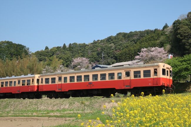 すっかり春になりました!<br />ちょっと時期が遅くなってしまいましたが、養老渓谷の石神の菜の花畑を走る小湊鉄道線を見に行きました<br />4月の中旬までは一応見ごろということで、シーズンギリギリ<br />でも、まぁ、シーズンぎりぎりであった割には結構咲いていたかなぁ<br /><br />で、次の列車の時間まで温泉街の方へと散策してみました<br />SNSで話題(らしい)の共栄トンネルも見てきました!<br /><br />【表紙の写真】菜の花と桜の中を走る小湊鉄道線