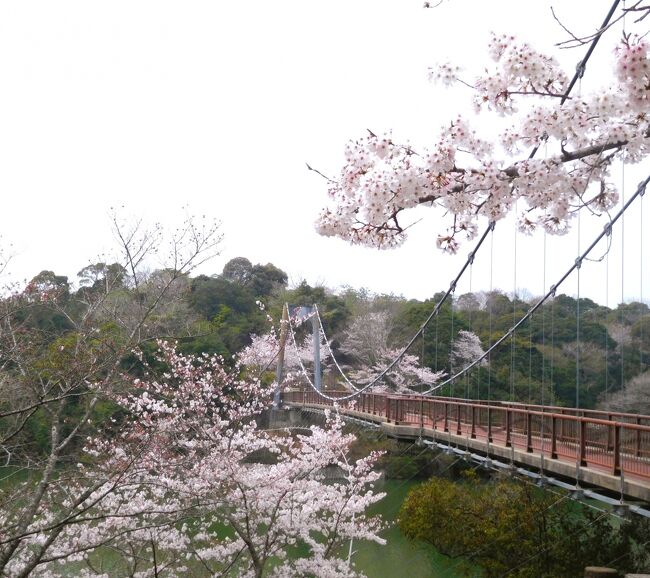 ２０２１年３月　山口県・山陽小野田市　江汐公園で初めて桜を見ました。