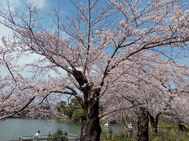 東京２０２２桜　【５】洗足池