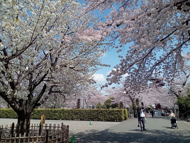 3月末になって東京および首都圏で桜が満開になりました。昨年都心の桜巡りはコロナ禍と日程の都合上、2ヶ所での咲き始め状態しか見られませんでした。今年は都心の桜が満開時の土日はあいにくの天候なので、平日に時間を作って結構な数の場所を訪れました。<br />今年は2年ぶりに東京の桜の名所でも特に人気がある目黒川、千鳥ヶ淵（皇居）、隅田公園の他、過去何度か訪れている青山霊園、桜の時期では2度目の池上本門寺、六本木ミッドタウン、そして初めて訪れる洗足池に足を運びました。場所により青空、曇り空でそれぞれ違いますが、いずれのスポットも桜は満開状態！まるで夢の世界のような桜並木の光景を楽しむことができました！<br /><br />---------------------------------------------------------------<br />スケジュール<br /><br />　3月28日　自宅－東急東横線中目黒駅　目黒川－東急・東京メトロ渋谷駅　　　　　　　<br />　　　　　　－東京メトロ九段下駅　千鳥ヶ淵－自宅　<br />★3月30日　自宅－JR五反田駅－東急池上線洗足池駅　洗足池－<br />　　　　　　東急池上線池上駅　池上本門寺－東急・JR蒲田駅－<br />　　　　　　 JR・東京メトロ上野駅－東京メトロ浅草駅　隅田公園－自宅　<br />　3月31日　自宅－東京メトロ青山一丁目駅　青山霊園－<br />　　　　　（徒歩）新国立美術館－東京ミッドタウン－<br />　　　　　　東京メトロ六本木駅－東京メトロ青山一丁目－<br />　　　　　（徒歩）明治神宮野球場　東京メトロ青山一丁目－自宅