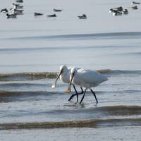 九州で子連れ鳥見旅行！東よか干潟で最後のバードウォッチング