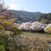 箱根☆彡孫君とバーベキュー＆温泉＆思いがけないお花見　「ホテルインディゴ箱根強羅」宿泊記