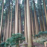 2022年4月 鹿児島に行ってきた②【指宿から知覧・桜島・霧島へ】