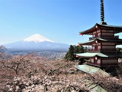 大人の青春18きっぷ2022年春旅Part④【富士山ビュー特急で桜・富士山・チューリップを見に行こう♪】　