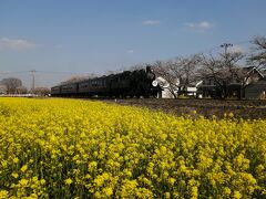 '２２　真岡鉄道 桜さんぽ６　真岡 菜の花と桜とSL撮影