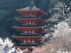 団塊夫婦の桜巡りドライブ・2022京都＆奈良ー(6)桜もきれいだった長谷寺