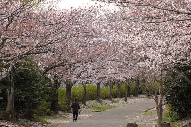 この4トラのトラベラーさんから教えてもらったJR鎌取駅の南に広がるおゆみ野の四季の道の一部、春の道を歩いてきました。<br />桜のシーズンは終盤でしたが、なんとか花は持ってくれた感じです。<br />この日は入学式。皆さん、桜の木の下で記念撮影。<br />この春の道、思ったより長く、終点の京成おゆみ野駅で挫折しそうになりましたが、鎌取駅までショートカットで結ぶ中の道で帰ってきました。