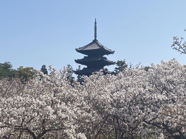 御室桜満開の仁和寺と椿の霊鑑寺