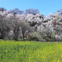 2022 花見山公園・開成山公園の桜（一目千本桜はまだつぼみ）