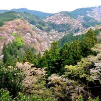 融通の利かない添乗員同行ツアーで花見旅行してみた。京都/奈良吉野山へ