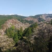 紀伊と大和の旅♪護摩壇山・龍神岳・伯母子岳・高野山＆桜の吉野山